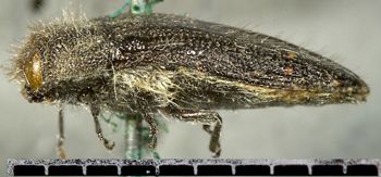 Media type: image;   Entomology 24413 Aspect: habitus lateral view